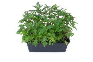 Aksamitka wąskolistna