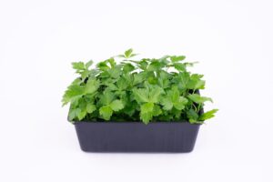 Mitsuba- pietruszka japońska