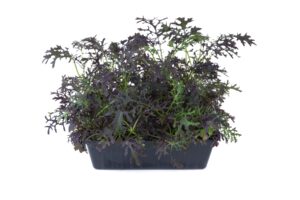 Musztardowiec czerwony