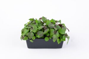 Shiso Bi – dwukolorowe