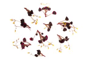 Szczawik zajęczy czerwony