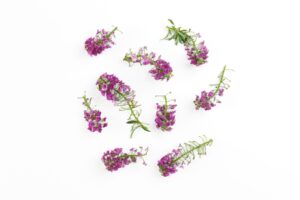 Smagliczka fioletowa