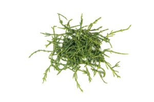 Soliród – szparagi morskie