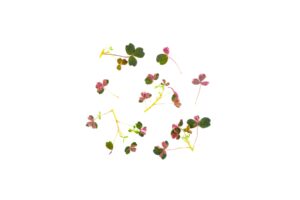 Szczawik zajęczy tri-colour