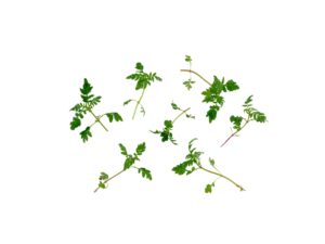 Aksamitka wąskolistna