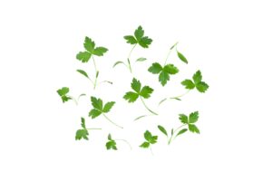 Mitsuba – pietruszka japońska