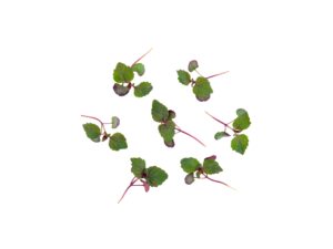 Shiso Bi – dwukolorowe